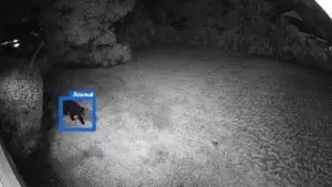 alarm.com at night bear