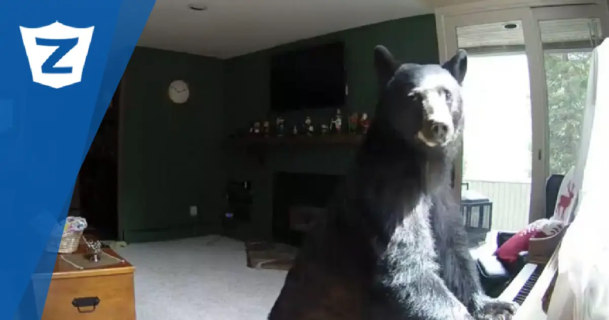 bear caught on home security camera